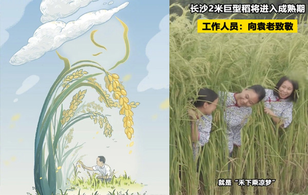 致敬袁隆平:長沙種出2米高巨型稻，禾下乘涼不是夢 .jpg